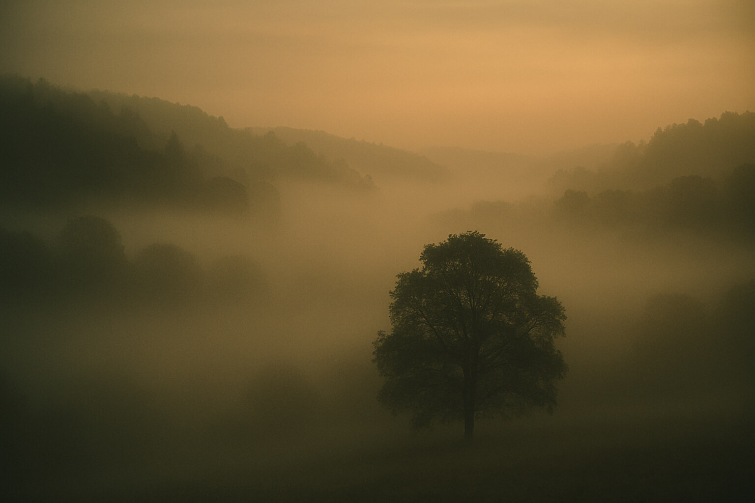 Misty forest landscape at sunrise with diffused light and a lone tree in the foreground