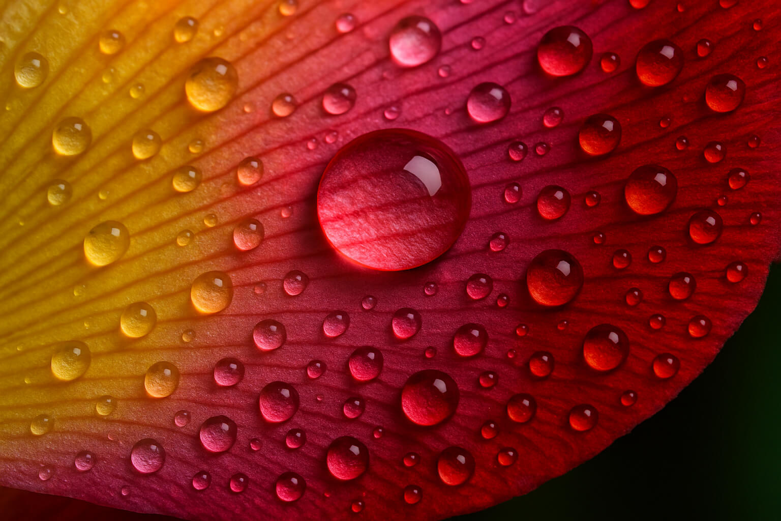 Macro shot of a flower petal showing intricate texture and water droplets